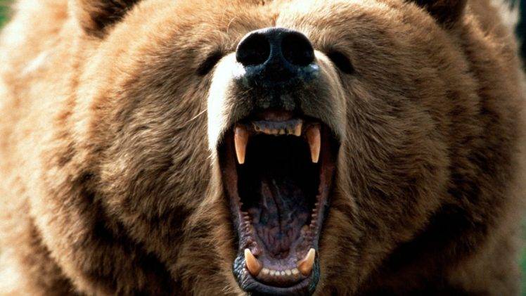 Grizzly Bears, Roar HD Wallpaper Desktop Background