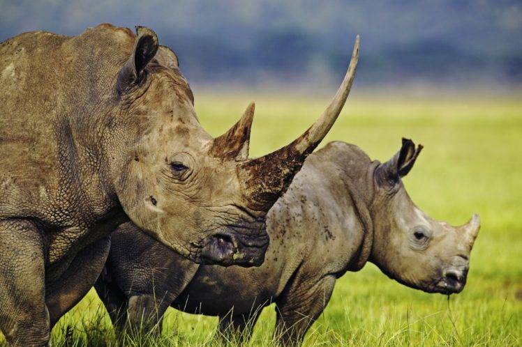 free rhino download