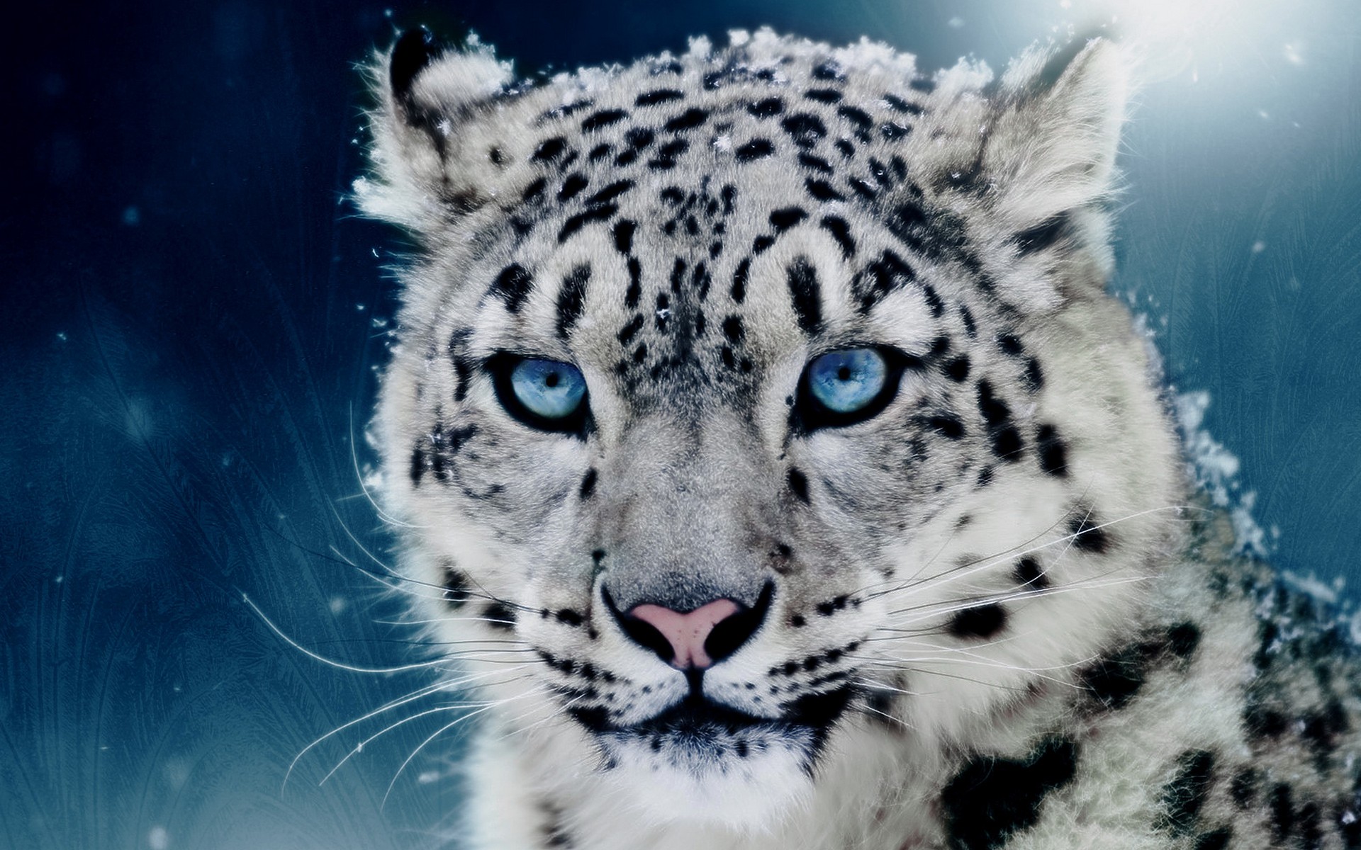 snow leopards Wallpaper