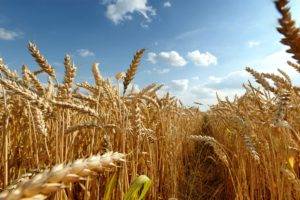 wheat, Field, Crops