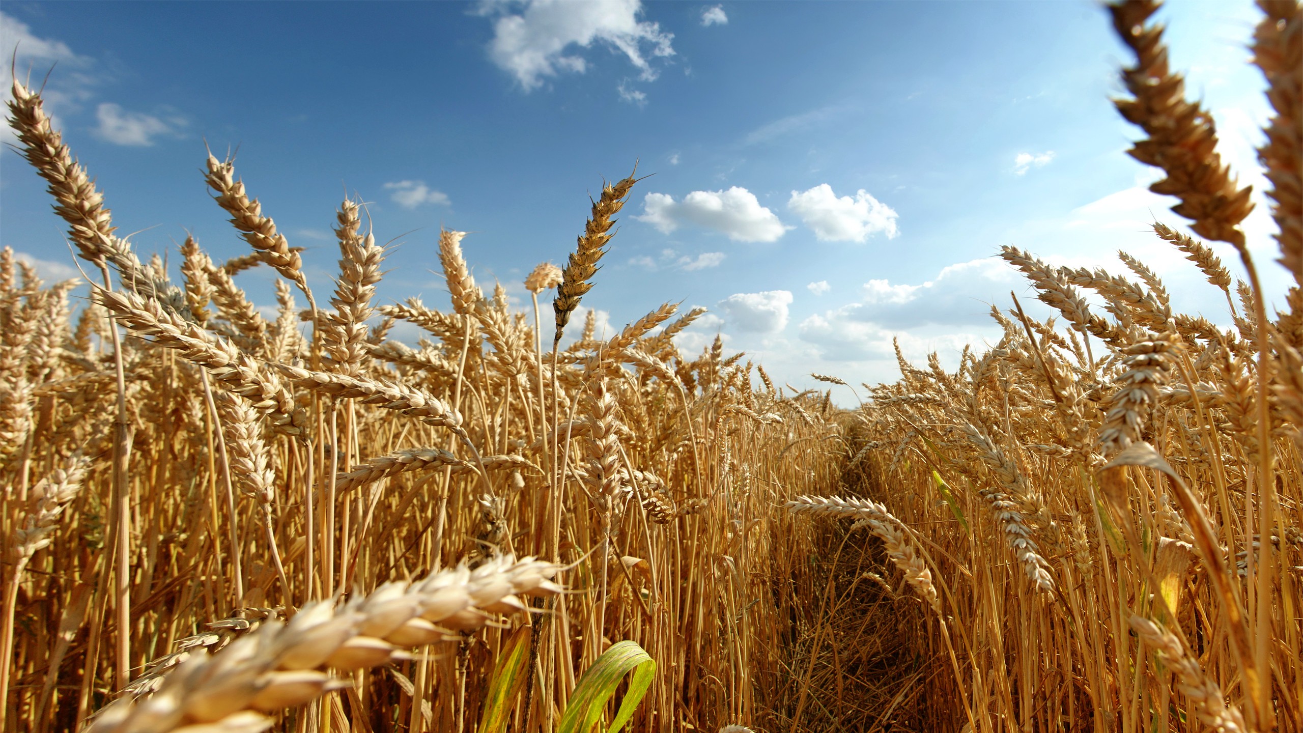 wheat, Field, Crops Wallpaper