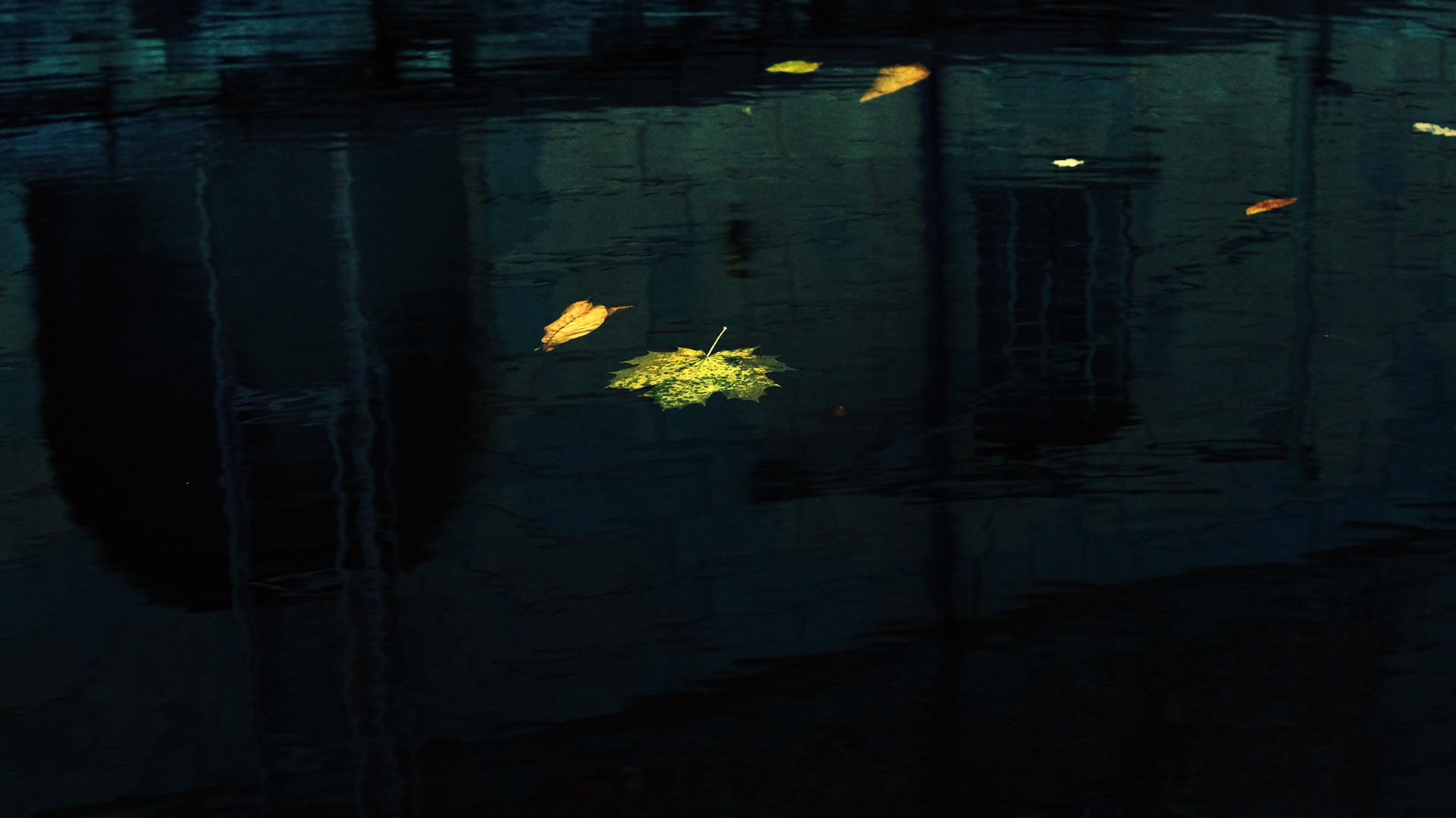 water, Leaves, Floating Wallpaper