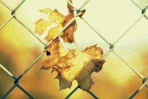 leaves, Sunlight, Fence