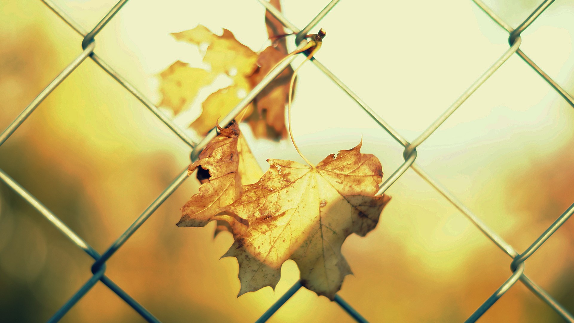 leaves, Sunlight, Fence Wallpaper