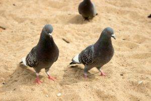 pigeons, Russia