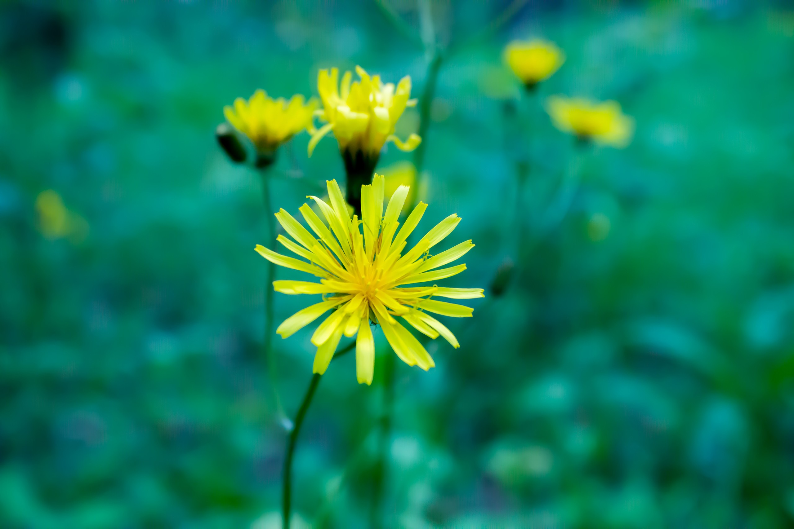 depth of field, Russia Wallpaper