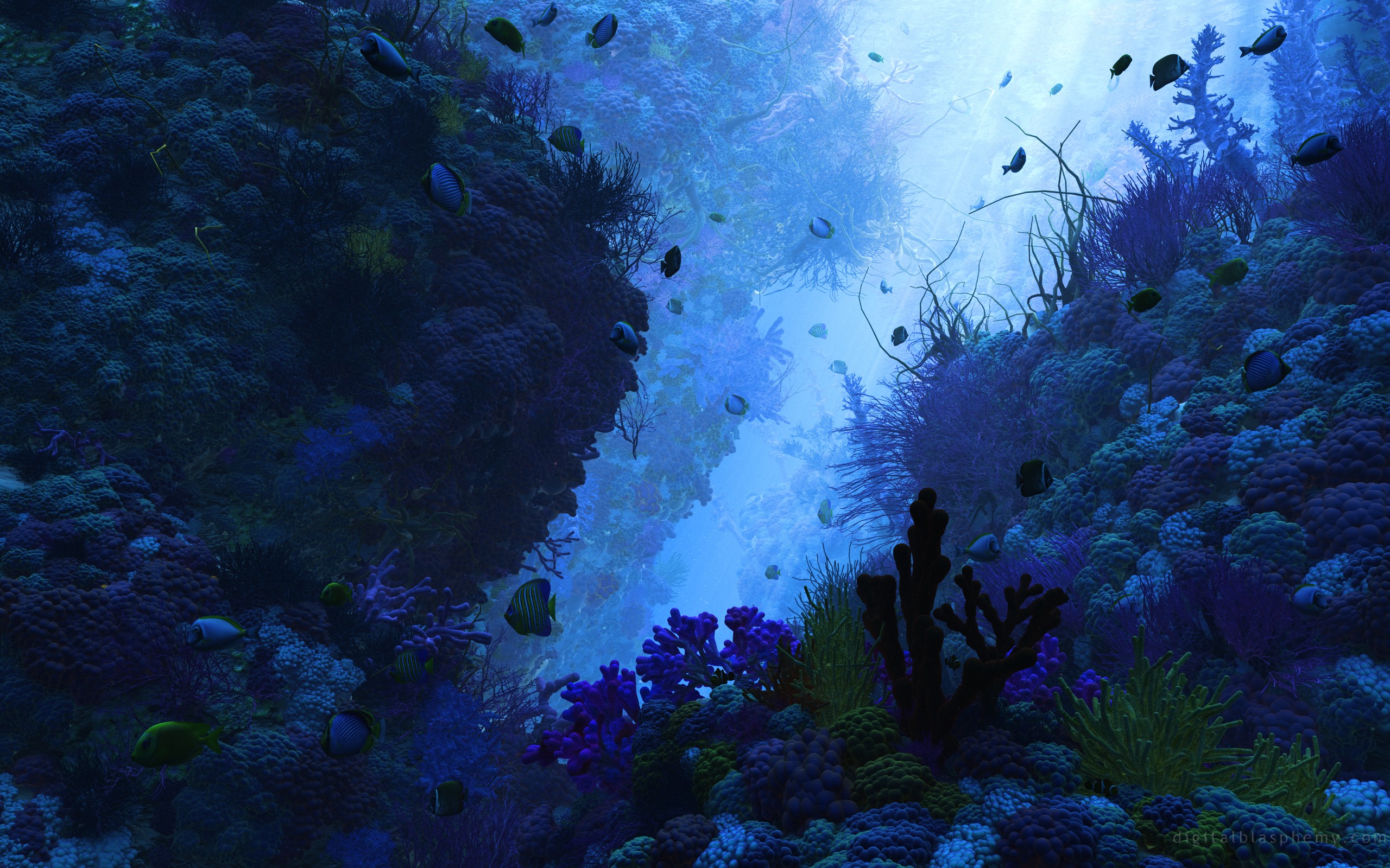 fish Wallpaper