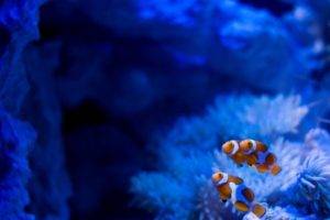 fish, Clownfish, Sea anemones, Underwater