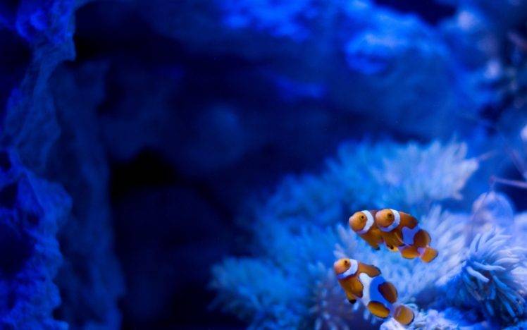 fish, Clownfish, Sea anemones, Underwater HD Wallpaper Desktop Background