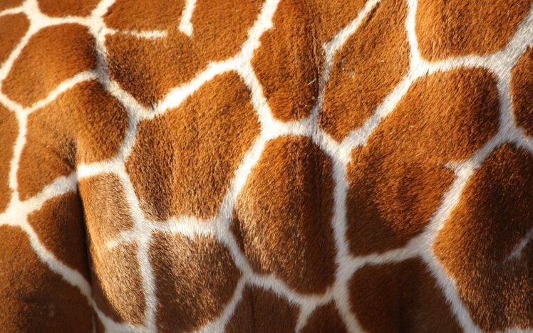 giraffes HD Wallpaper Desktop Background