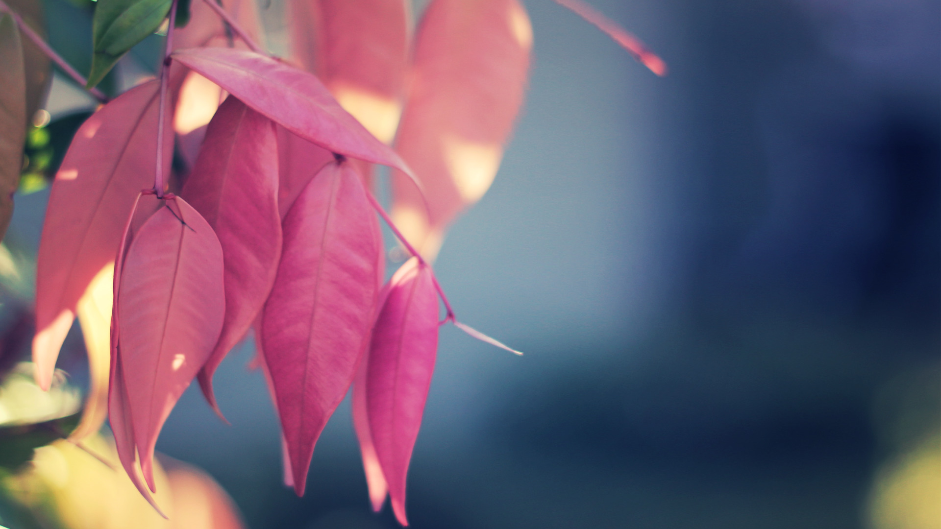 closeup Wallpaper