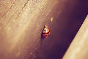 ladybugs, Macro, Depth of field