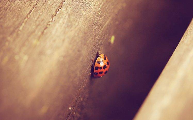 ladybugs, Macro, Depth of field HD Wallpaper Desktop Background