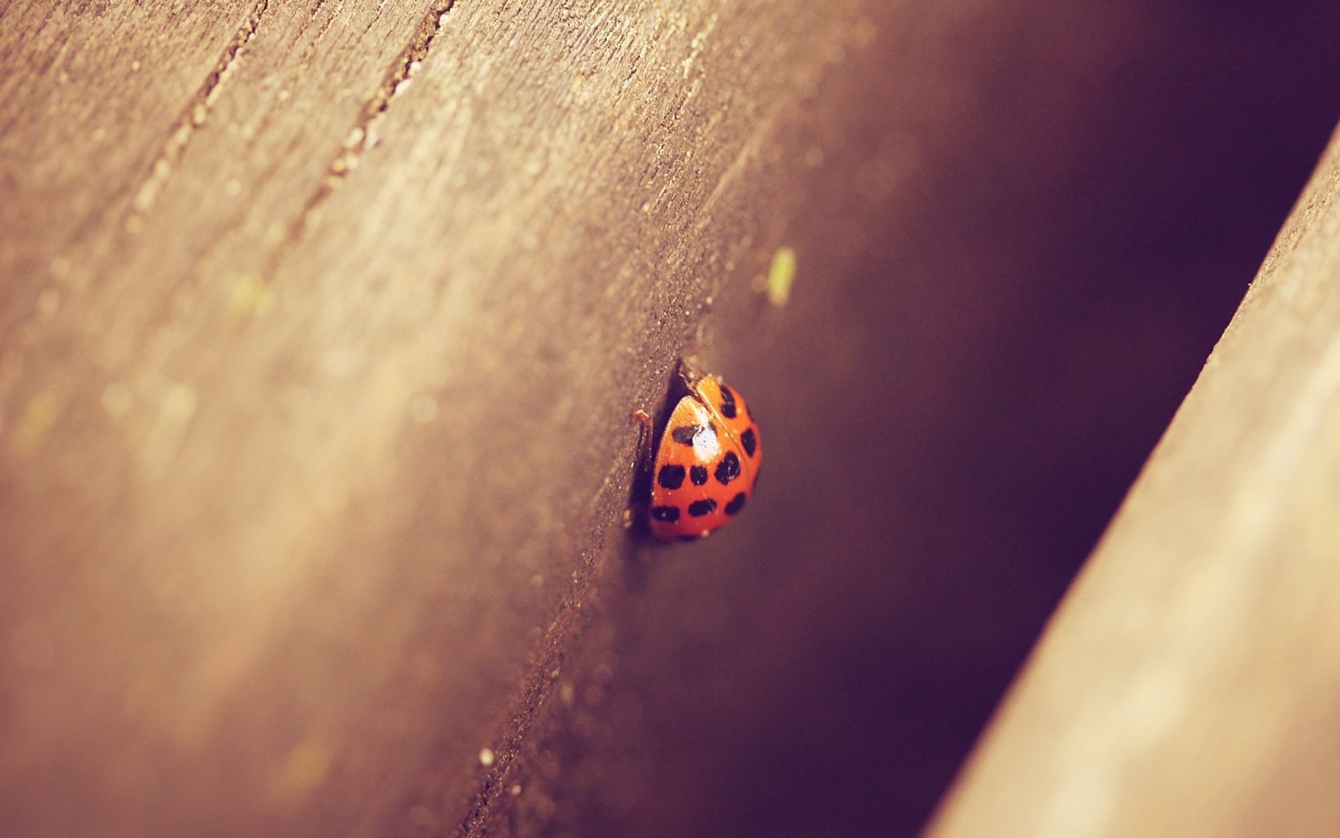 ladybugs, Macro, Depth of field Wallpaper
