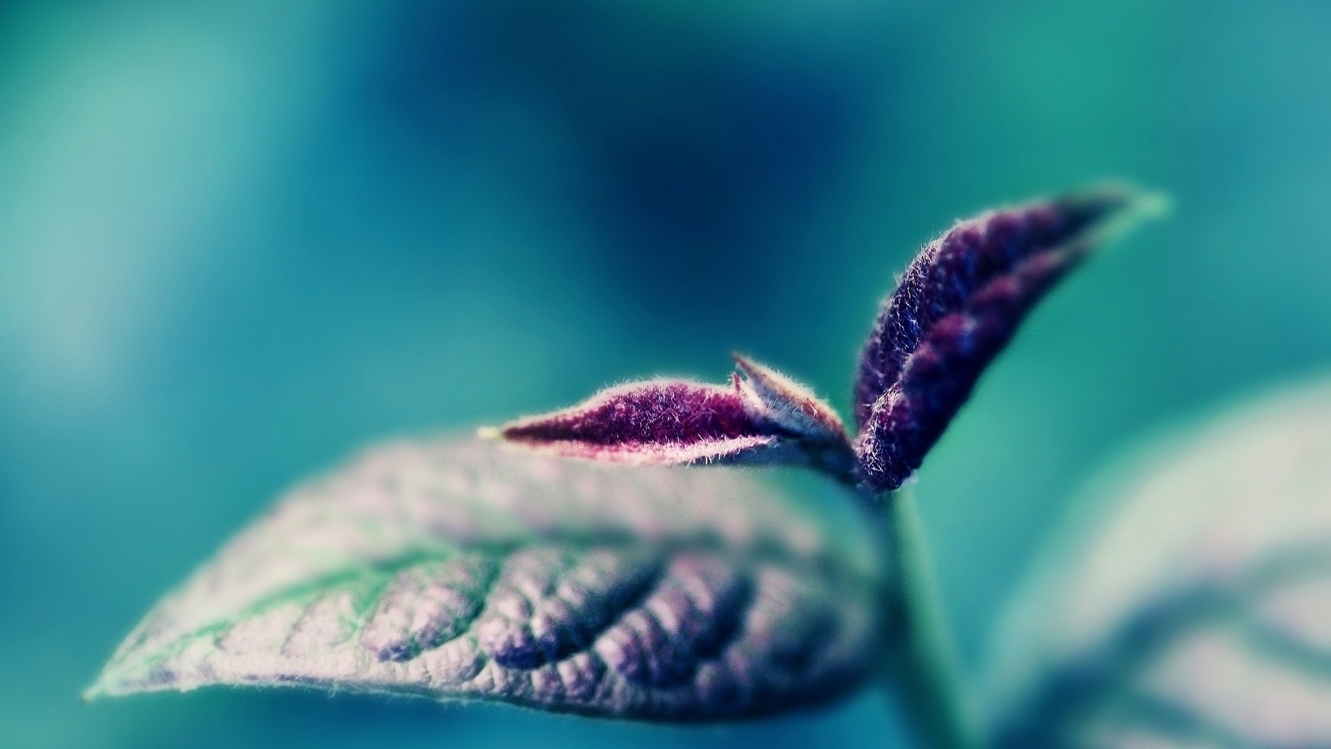 closeup Wallpaper