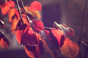 macro, Leaves, Fall