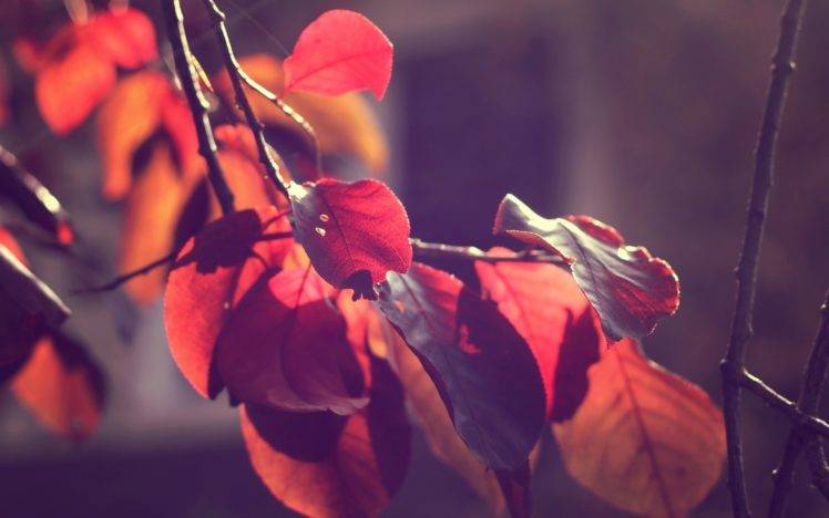 macro, Leaves, Fall HD Wallpaper Desktop Background