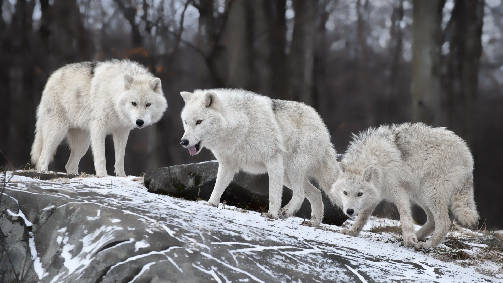 wolf, Snow Wallpaper
