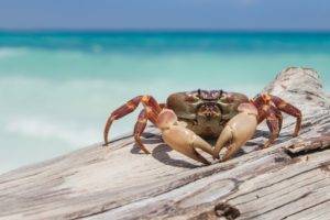crabs, Crustaceans, Wood