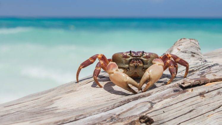 crabs, Crustaceans, Wood HD Wallpaper Desktop Background