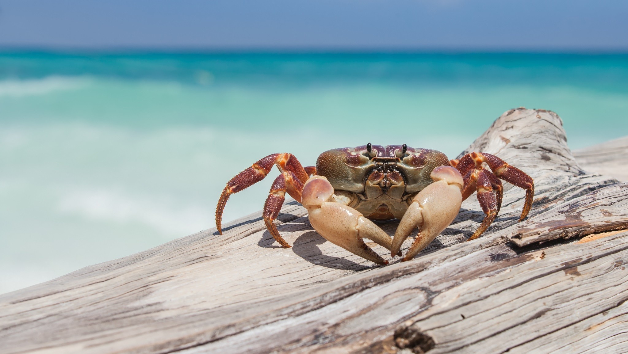 crabs, Crustaceans, Wood Wallpaper