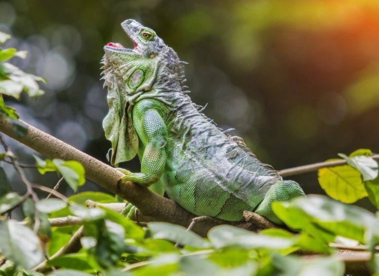 reptile, Iguana, Twigs, Leaves HD Wallpaper Desktop Background