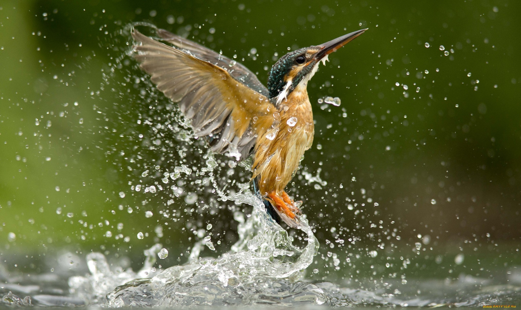природа цветы животное птица вода скачать