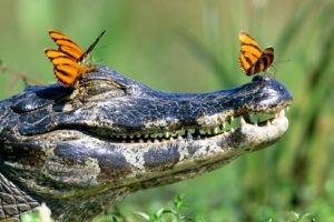 crocodiles, Butterfly, Reptile