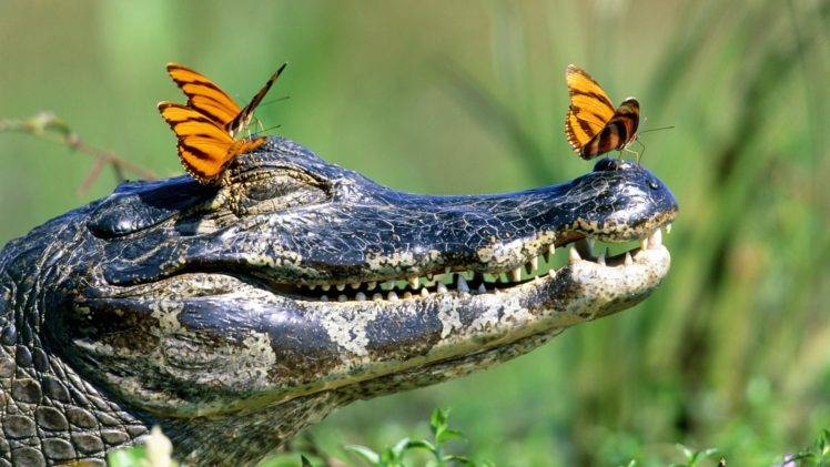 crocodiles, Butterfly, Reptile HD Wallpaper Desktop Background