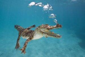 underwater, Crocodiles, Reptile, Bubbles