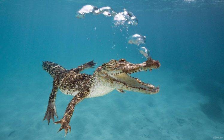 underwater, Crocodiles, Reptile, Bubbles HD Wallpaper Desktop Background