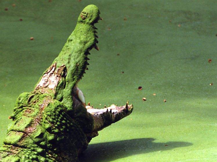 crocodiles, Reptile HD Wallpaper Desktop Background
