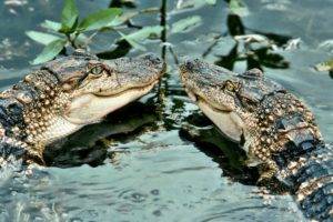 alligators, Water