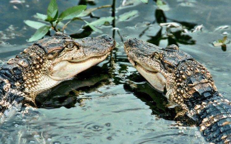 alligators, Water HD Wallpaper Desktop Background