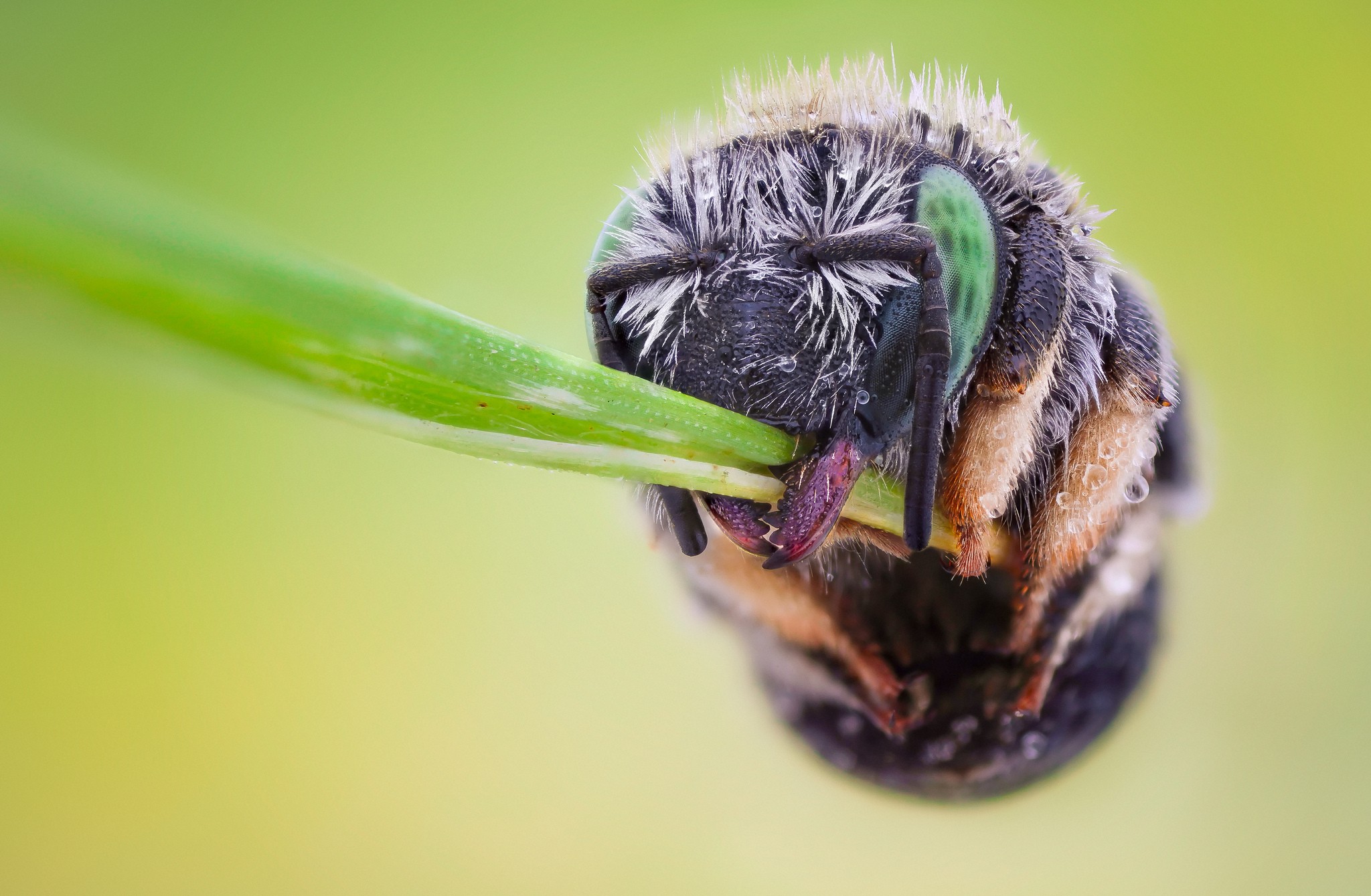 bees, Macro Wallpaper