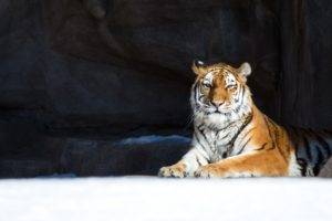 tiger, Snow