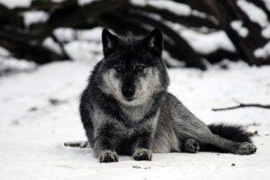 wolf, Snow