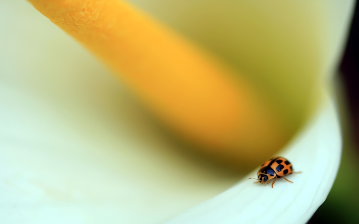 closeup Wallpaper