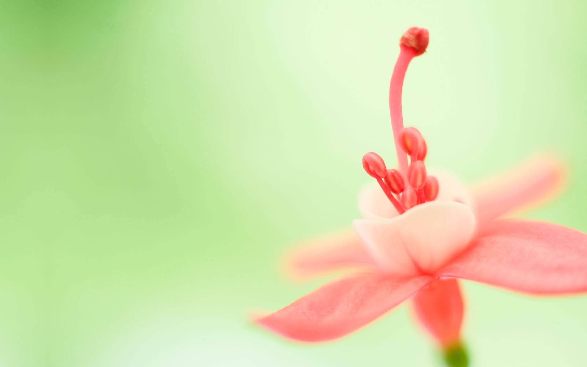 closeup Wallpaper