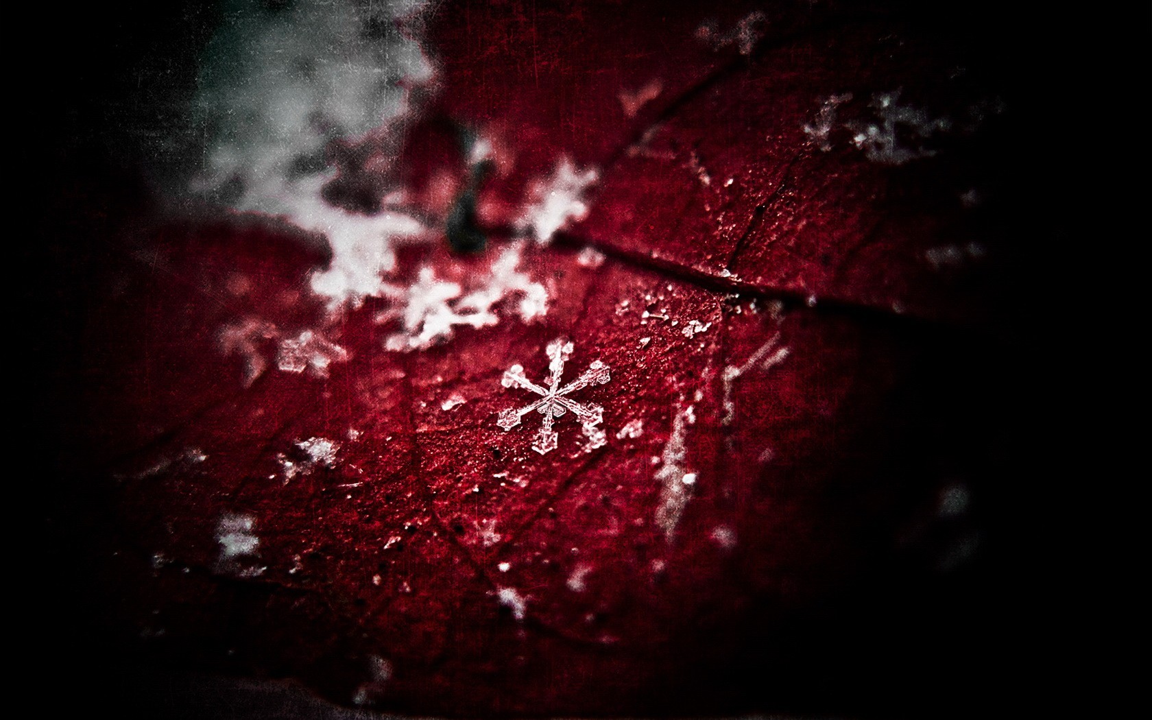 leaves, Frost, Snow Wallpaper