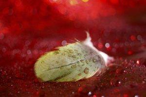 feathers, Bokeh, Water drops, Red background
