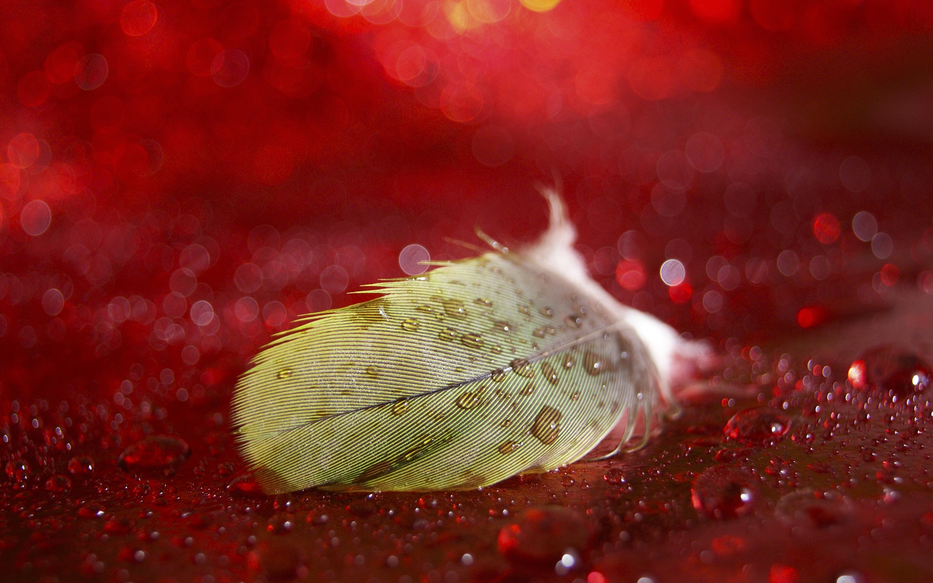 feathers, Bokeh, Water drops, Red background Wallpaper