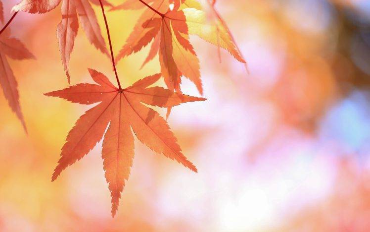 leaves, Fall HD Wallpaper Desktop Background
