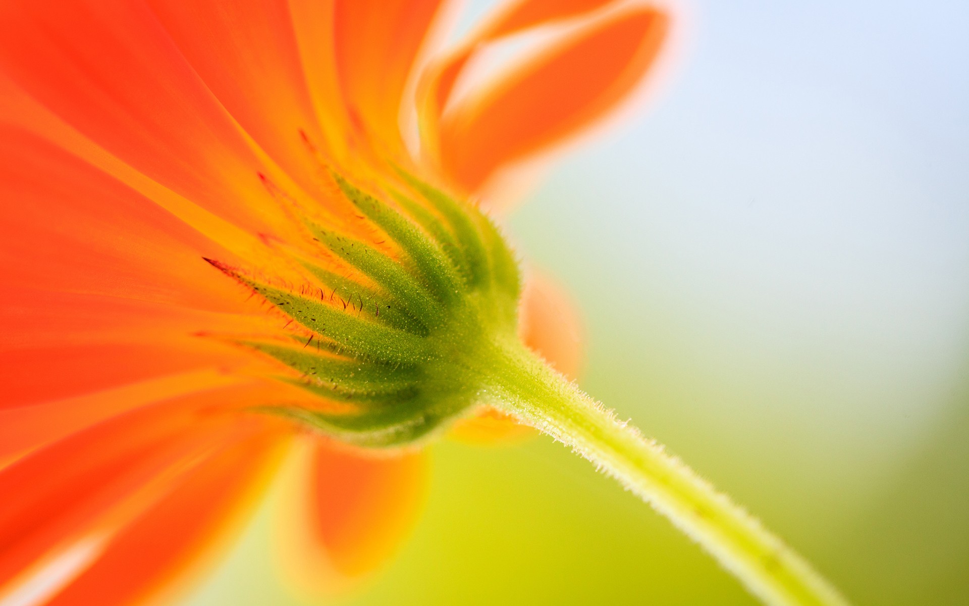 closeup Wallpaper