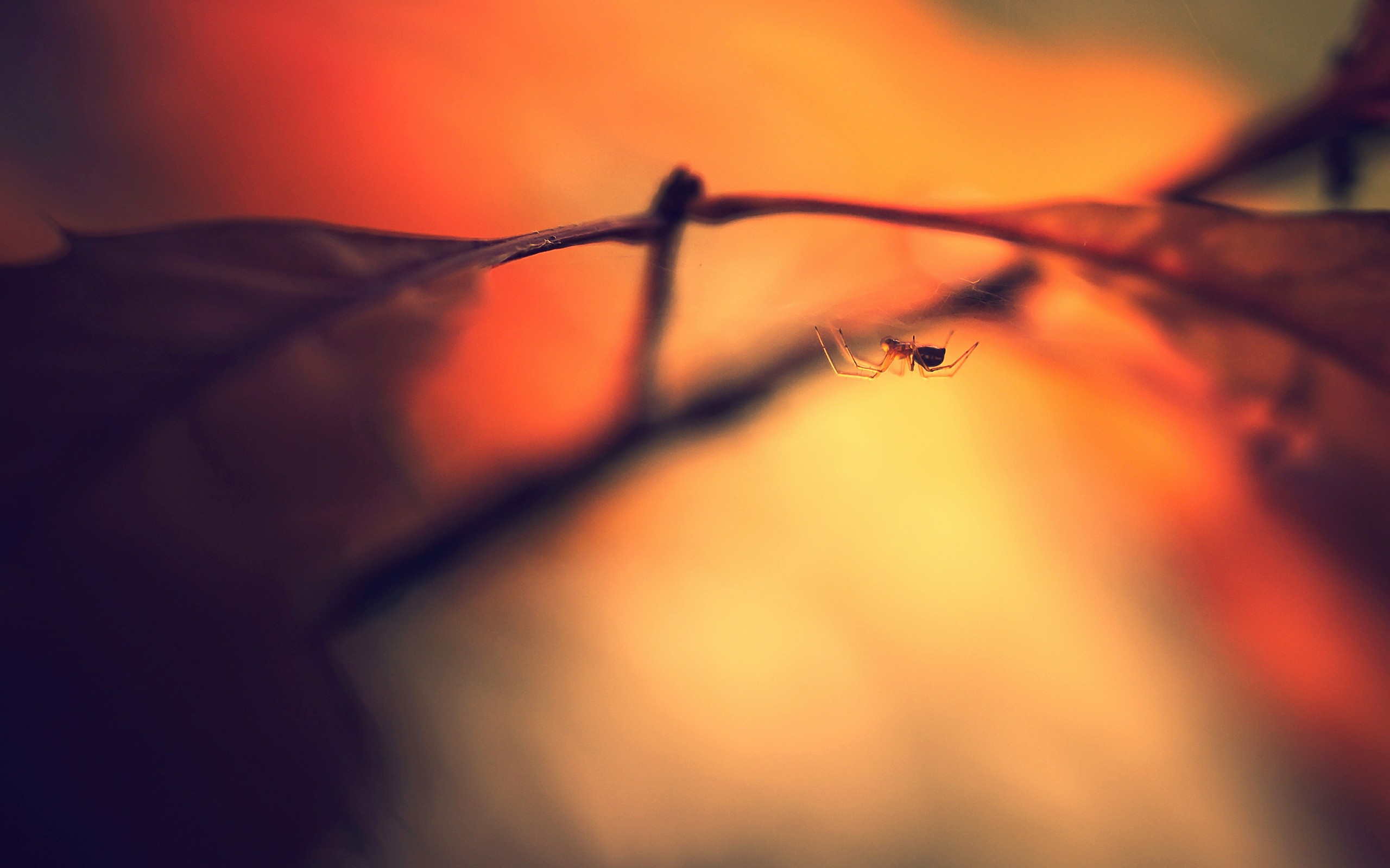 macro Wallpaper