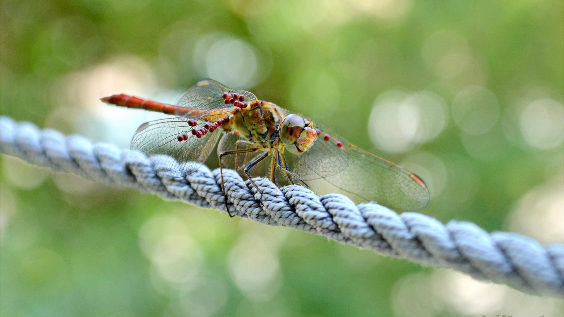 dragonflies Wallpaper