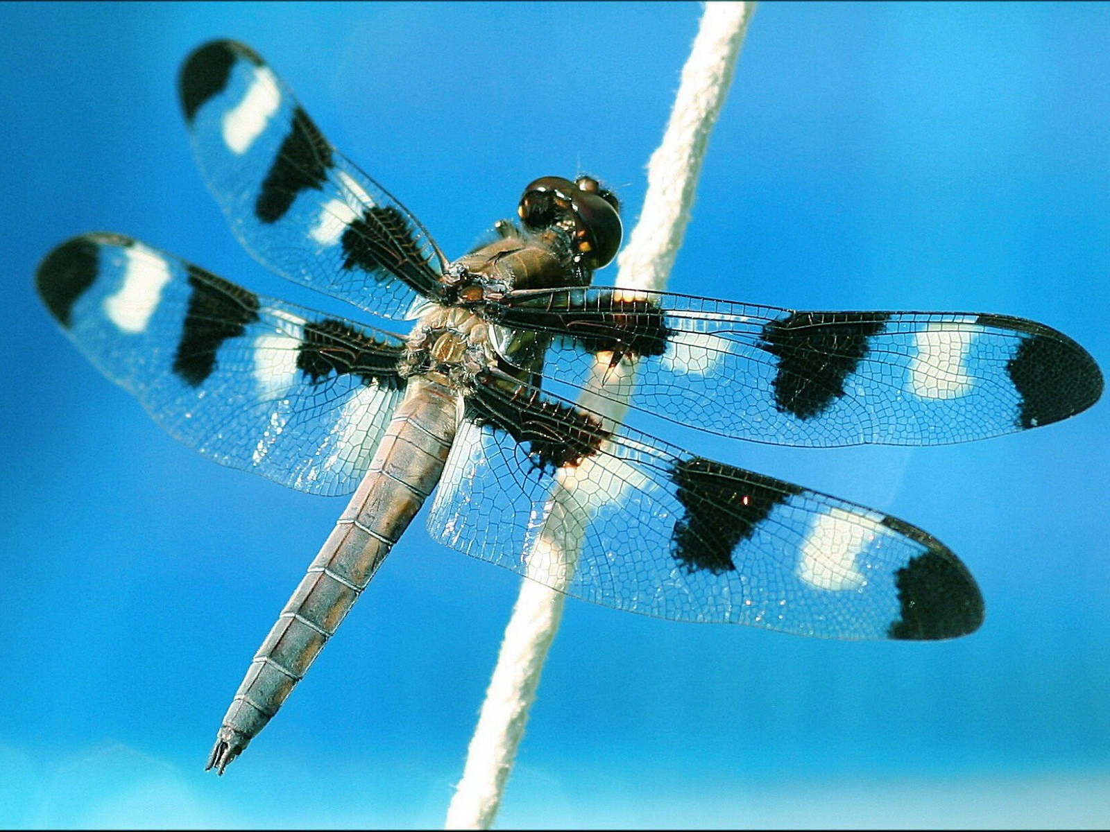 dragonflies Wallpaper