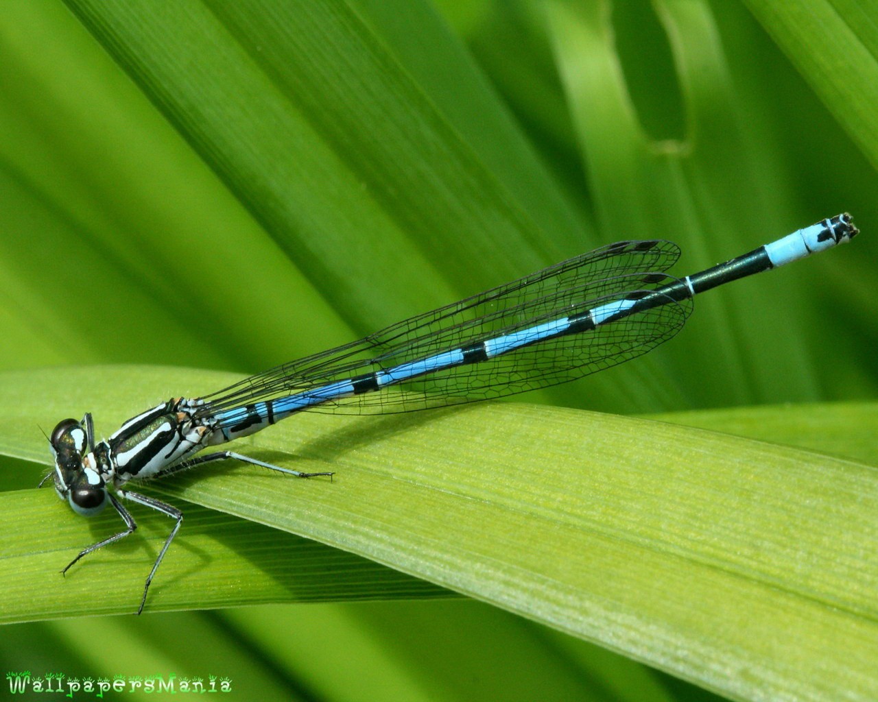 dragonflies Wallpaper