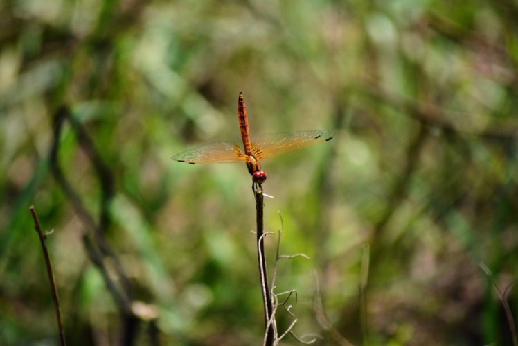 dragonflies, Sunlight HD Wallpaper Desktop Background