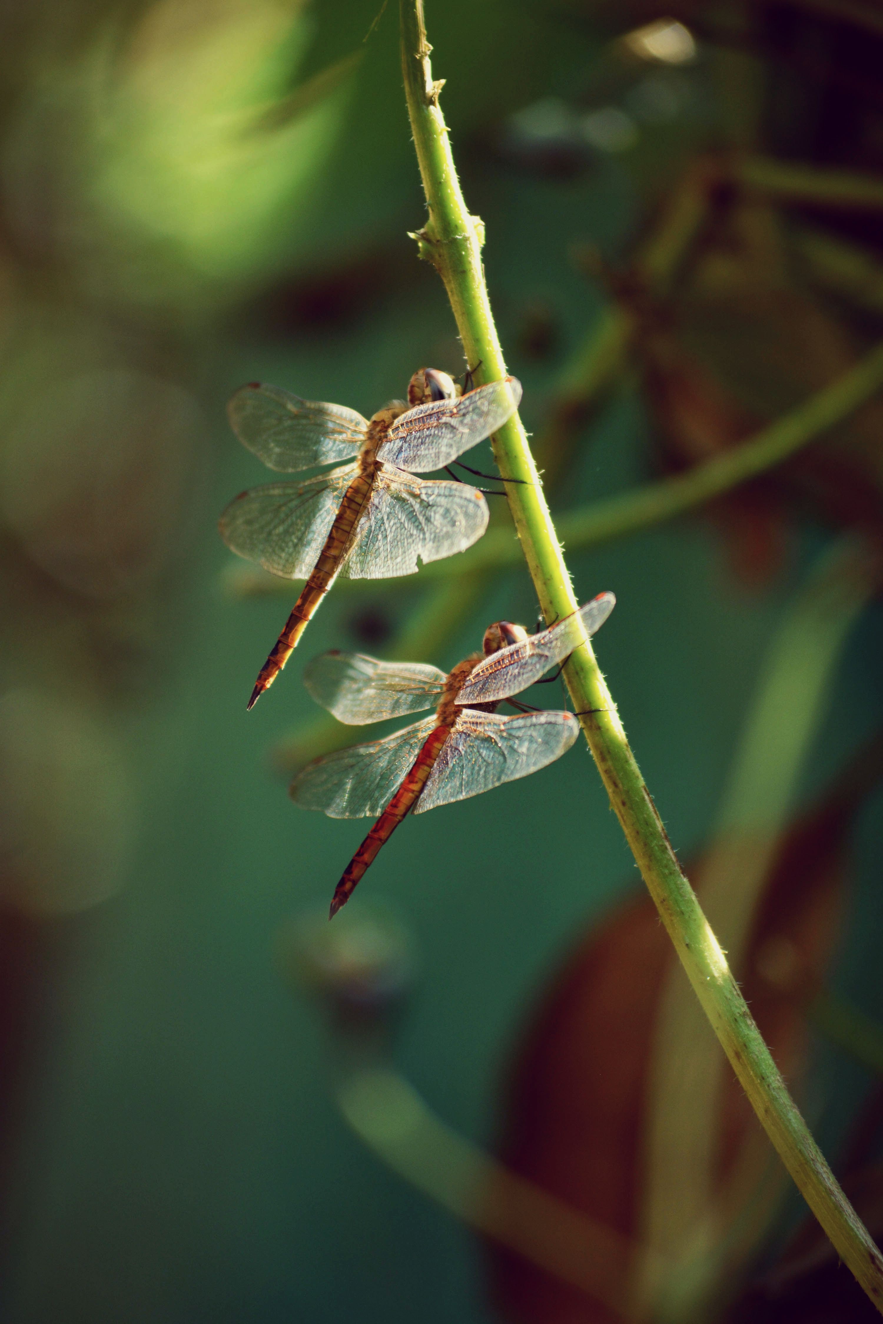 dragon flies Wallpaper